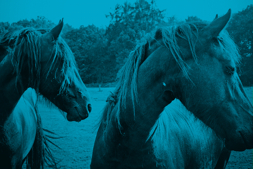 Wild Horses - Blue (Photo: Lex Augusteijn)