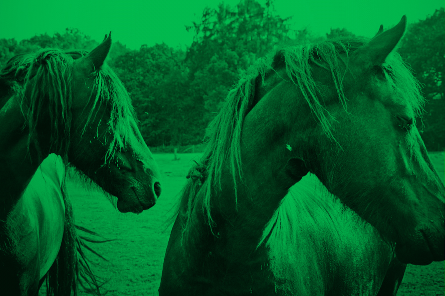 Wild Horses - Green (Photo: Lex Augusteijn)