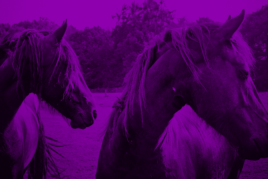 Wild Horses - Purple (Photo: Lex Augusteijn)