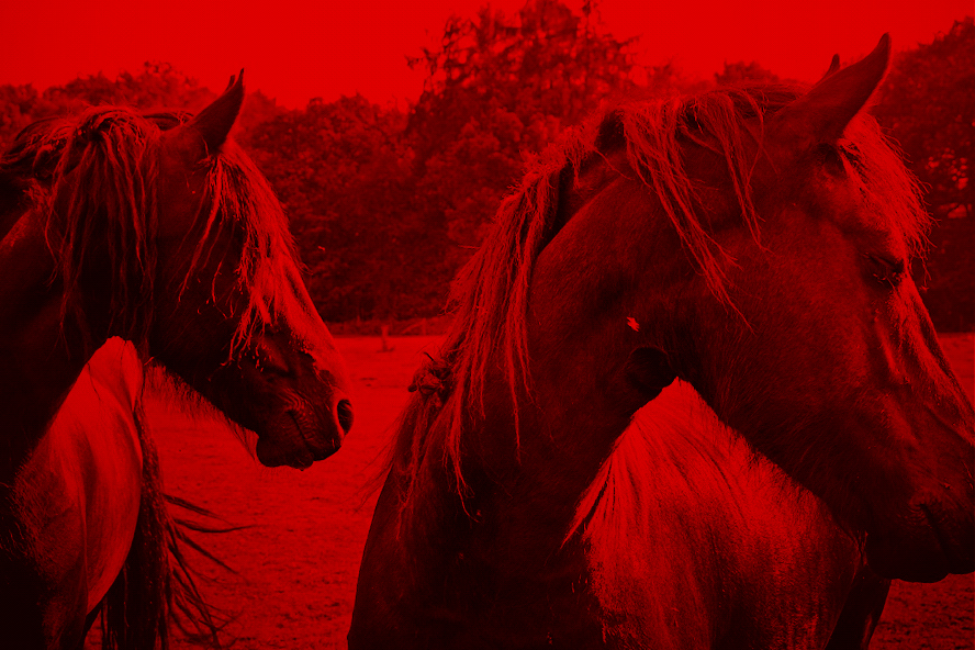 Video: Wild Horses in Technicolor