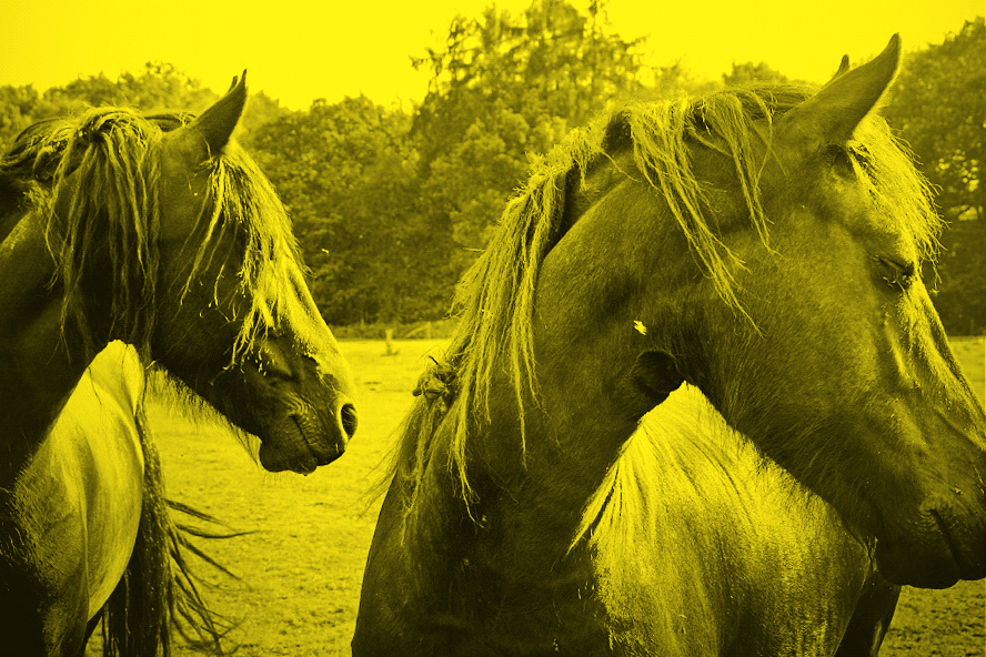Wild Horses - Yellow (Photo: Lex Augusteijn)