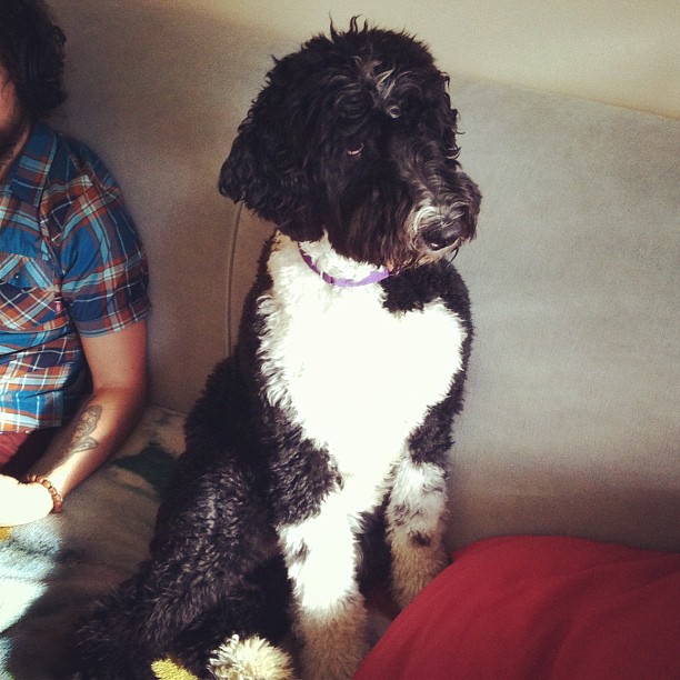 Moxy, the studio dog